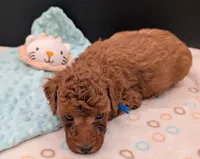 Blueberry 🫐, a male Poodle - Toy  for sale in Meta, MO – 7 of 10