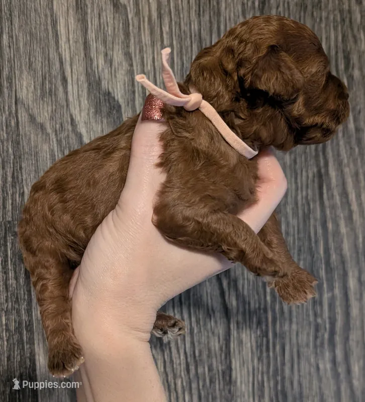 Nala 🩷 – Poodle - Miniature  puppy for sale in Meta, MO