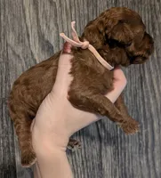 Nala 🩷, a female Poodle - Miniature  for sale in Meta, MO – 1 of 10