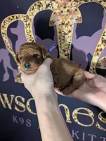 Grape 🍇, a female Poodle - Toy  for sale in Meta, MO – 2 of 10