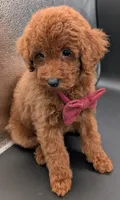 Cinnamon ♥️, a female Poodle - Toy  for sale in Meta, MO – 6 of 10