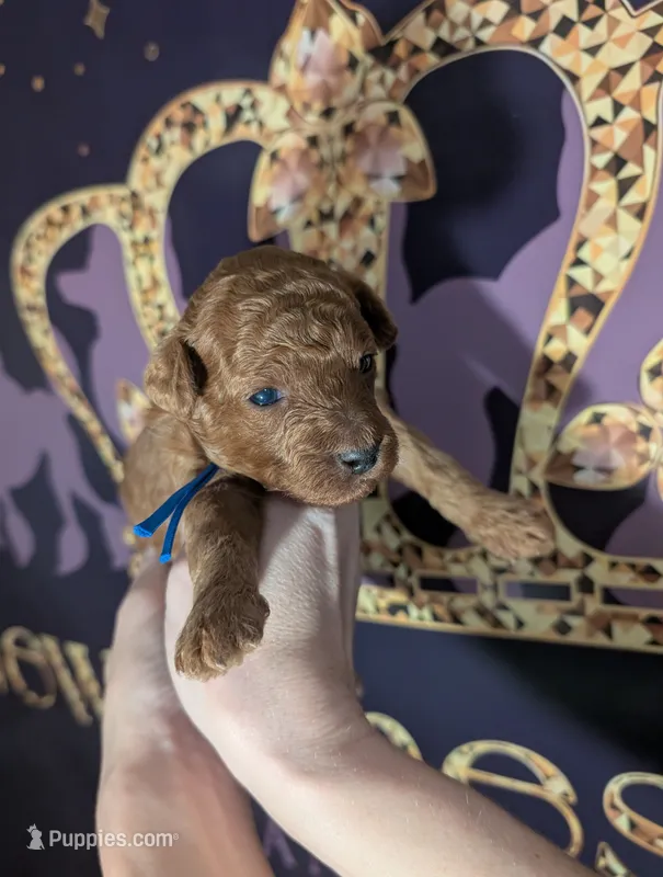 Blueberry 🫐 – Poodle - Toy  puppy for sale in Meta, MO