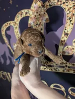 Blueberry 🫐, a male Poodle - Toy  for sale in Meta, MO – 1 of 10