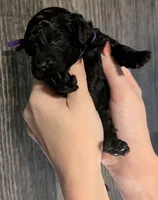 Sarabi 💜, a female Poodle - Miniature  for sale in Meta, MO – 4 of 10