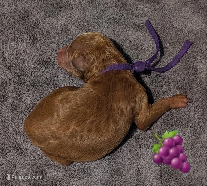 Grape 🍇 – Poodle - Toy  puppy for sale in Meta, MO