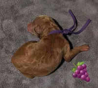 Grape 🍇, a female Poodle - Toy  for sale in Meta, MO – 1 of 10
