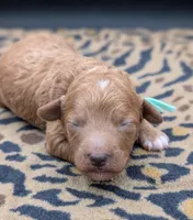 Linus 💚, a male Poodle - Toy  for sale in Meta, MO – 6 of 10