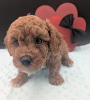 Snoopy 🖤, a male Poodle - Miniature  for sale in Meta, MO – 3 of 10