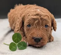 Linus 💚, a male Poodle - Miniature  for sale in Meta, MO – 2 of 10