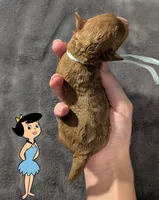 Betty 🩵, a female Poodle - Toy  for sale in Meta, MO – 2 of 10