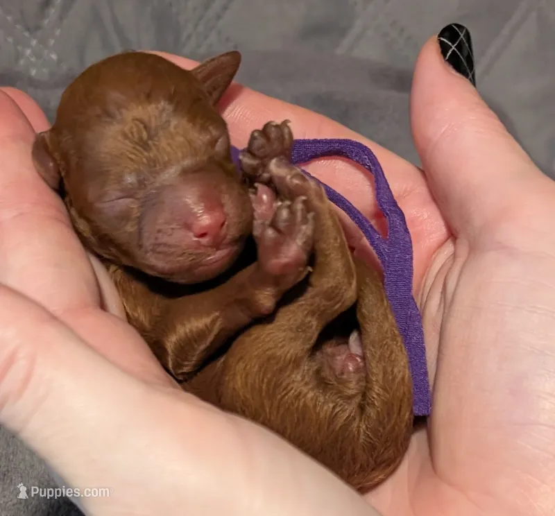Nutmeg 💜 – Poodle - Toy  puppy for sale in Meta, MO
