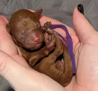 Nutmeg 💜, a female Poodle - Toy  for sale in Meta, MO – 1 of 10