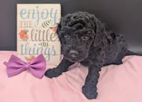 Sarabi 💜, a female Poodle - Miniature  for sale in Meta, MO – 4 of 10