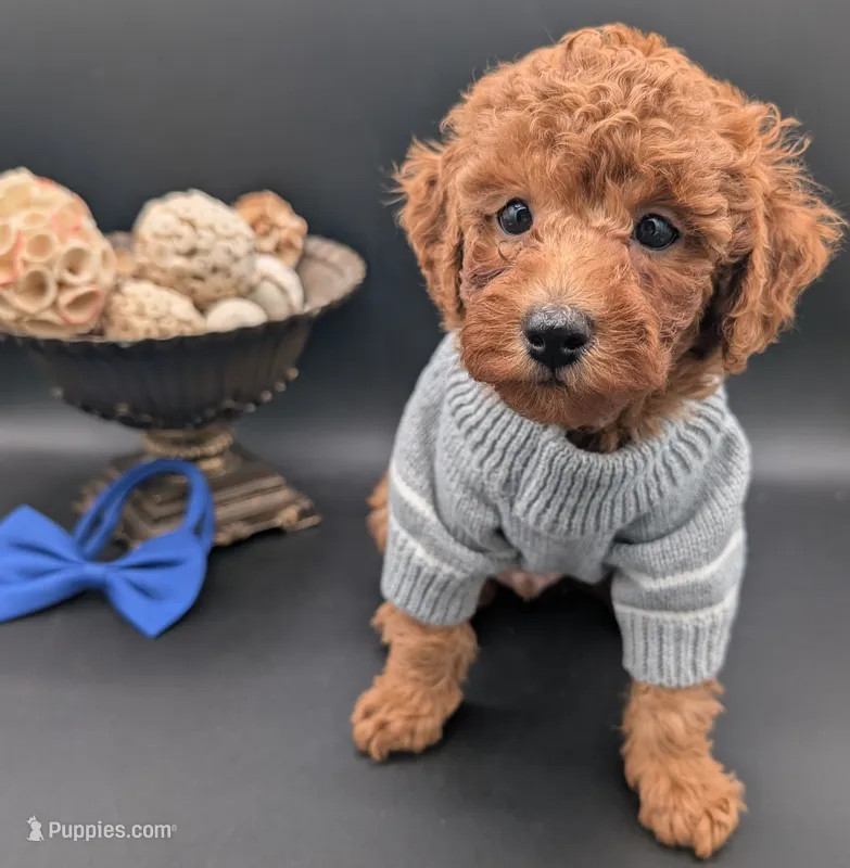 Blueberry 🫐 – Poodle - Toy  puppy for sale in Meta, MO