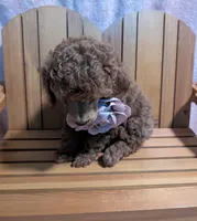 Bo Peep 🩷, a female Poodle - Miniature  for sale in Meta, MO – 4 of 10