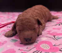 Velma ♥️, a female Poodle - Toy  for sale in Meta, MO – Photo 8 of 10