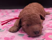 Velma ♥️, a female Poodle - Toy  for sale in Meta, MO – Photo 7 of 10