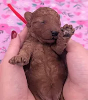 Velma ♥️, a female Poodle - Toy  for sale in Meta, MO – Photo 3 of 10