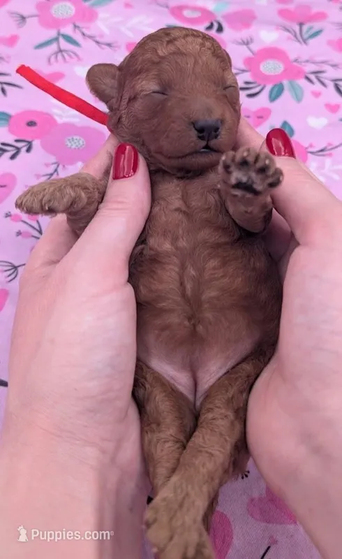 Velma ♥️ – Poodle - Toy  puppy for sale in Meta, MO