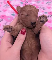 Velma ♥️, a female Poodle - Toy  for sale in Meta, MO – Photo 5 of 10