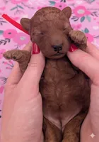 Velma ♥️, a female Poodle - Toy  for sale in Meta, MO – Photo 6 of 10