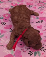 Velma ♥️, a female Poodle - Toy  for sale in Meta, MO – Photo 9 of 10