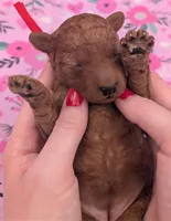 Velma ♥️, a female Poodle - Toy  for sale in Meta, MO – Photo 4 of 10