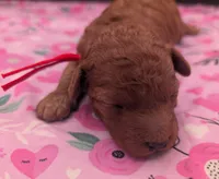 Velma ♥️, a female Poodle - Toy  for sale in Meta, MO – Photo 10 of 10