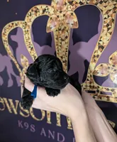Mufasa 💙, a male Poodle - Miniature  for sale in Meta, MO – 7 of 10