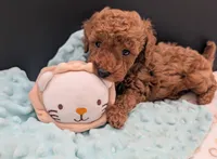 All Spice 🤎, a male Poodle - Toy  for sale in Meta, MO – 1 of 10