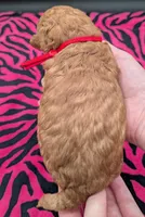 Velma ♥️, a female Poodle - Toy  for sale in Meta, MO – Photo 9 of 10