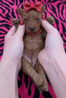 Velma ♥️, a female Poodle - Toy  for sale in Meta, MO – Photo 4 of 10