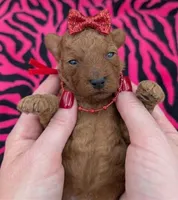 Velma ♥️, a female Poodle - Toy  for sale in Meta, MO – Photo 3 of 10