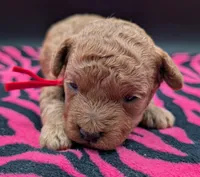Velma ♥️, a female Poodle - Toy  for sale in Meta, MO – Photo 7 of 10