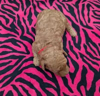 Velma ♥️, a female Poodle - Toy  for sale in Meta, MO – Photo 10 of 10