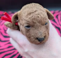 Velma ♥️, a female Poodle - Toy  for sale in Meta, MO – Photo 8 of 10