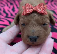 Velma ♥️, a female Poodle - Toy  for sale in Meta, MO – Photo 2 of 10