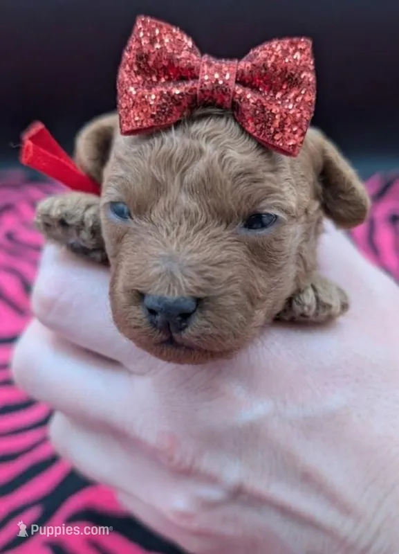 Velma ♥️ – Poodle - Toy  puppy for sale in Meta, MO