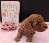 Pixie 🩷, a female Poodle - Miniature  for sale in Meta, MO – 7 of 10