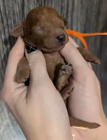 Pumpkin 🧡, a female Poodle - Toy  for sale in Meta, MO – 2 of 10