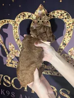 Nala 🩷, a female Poodle - Miniature  for sale in Meta, MO – 10 of 10