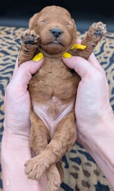 Charlie Brown 💛 – Poodle - Toy  puppy for sale in Meta, MO