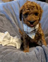 Cal 🤍, a male Poodle - Miniature  for sale in Meta, MO – 2 of 10
