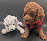 Woody 🤎, a male Poodle - Miniature  for sale in Meta, MO – 9 of 10