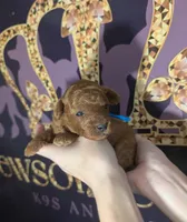 Blueberry 🫐, a male Poodle - Toy  for sale in Meta, MO – 7 of 10