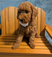 Buzz 🤍, a male Poodle - Miniature  for sale in Meta, MO – 9 of 10