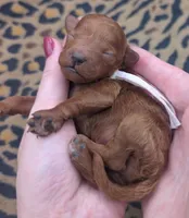 Sophia 🩷, a female Poodle - Miniature  for sale in Meta, MO – 4 of 10