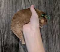 Pebbles 💚, a female Poodle - Toy  for sale in Meta, MO – 7 of 10