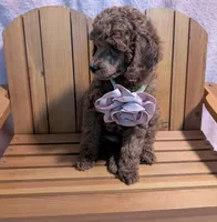 Bo Peep 🩷, a female Poodle - Miniature  for sale in Meta, MO – 7 of 10