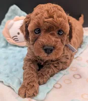 Mohawk 🩶, a male Poodle - Toy  for sale in Meta, MO – 3 of 10